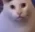 huhcat